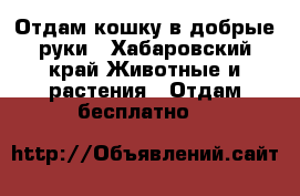 Отдам кошку в добрые руки - Хабаровский край Животные и растения » Отдам бесплатно   